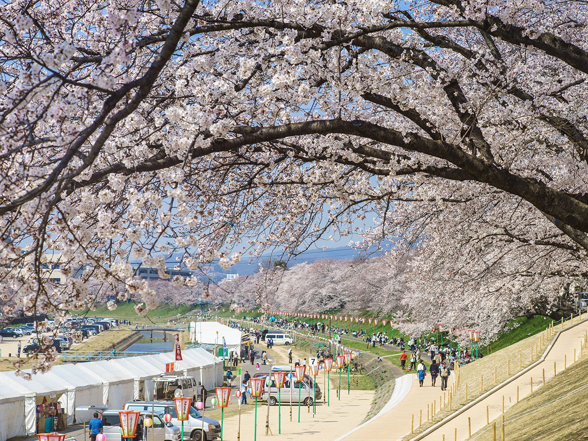 Asahi River Sakura Road_4