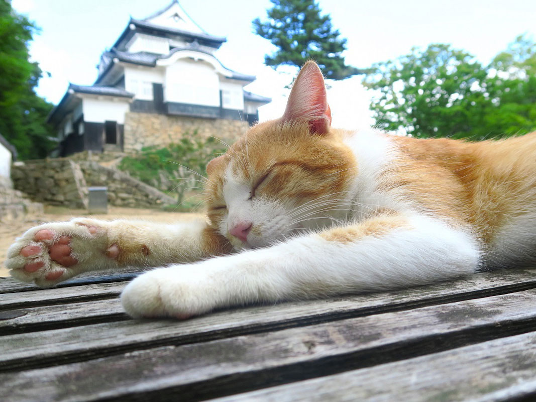 Bitchu Matsuyama Castle_3