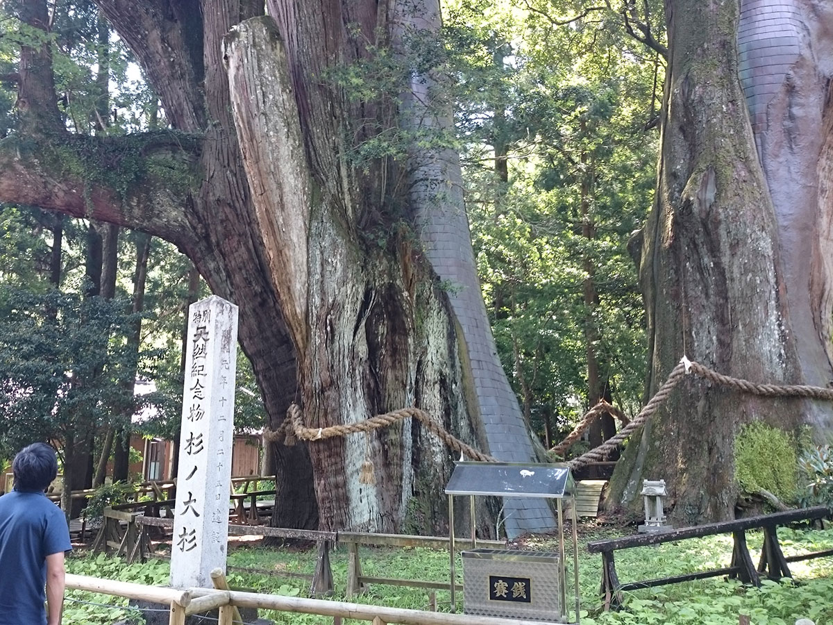 Sugi-no-Osugi Japanese cedar_2