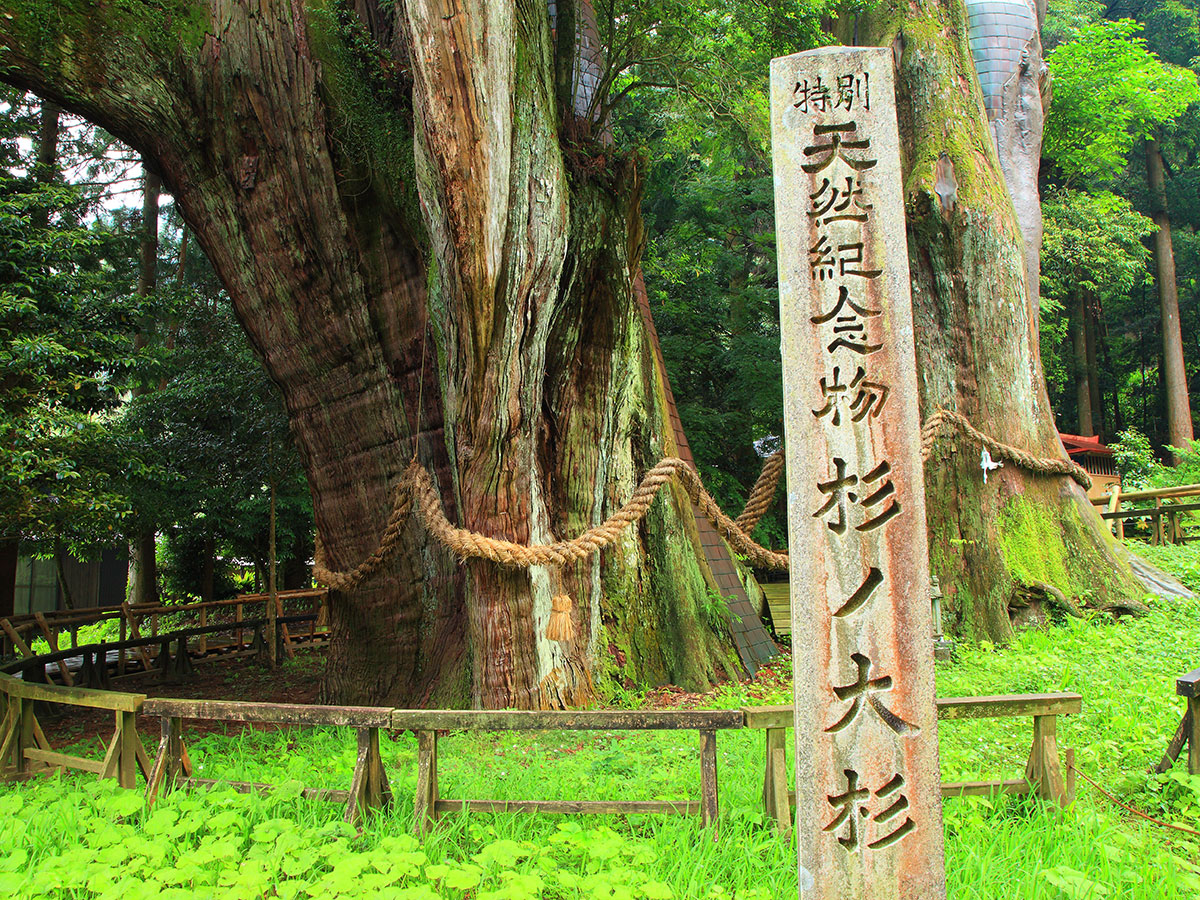 Sugi-no-Osugi Japanese cedar_3