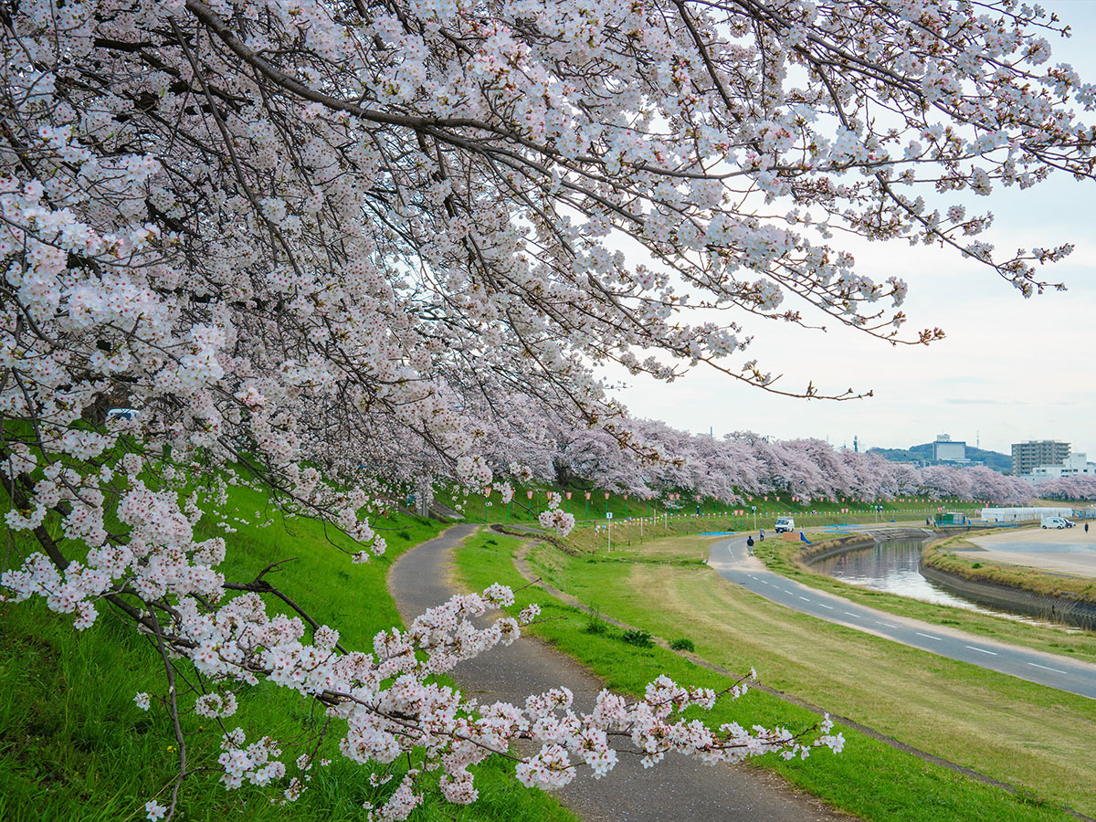 Asahi River Sakura Road_2