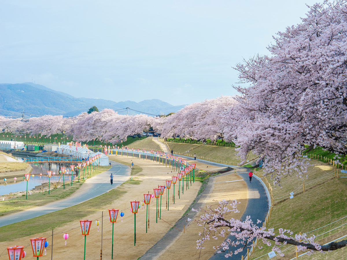 Asahi River Sakura Road_3