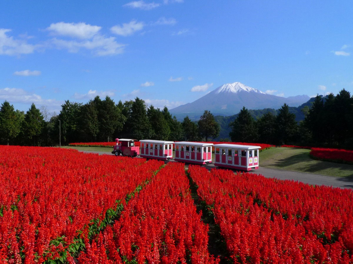 Tottori hanakairo-Flower Park_1