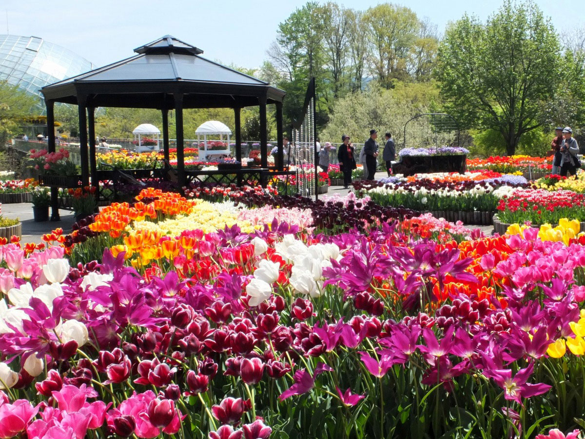Tottori hanakairo-Flower Park_3