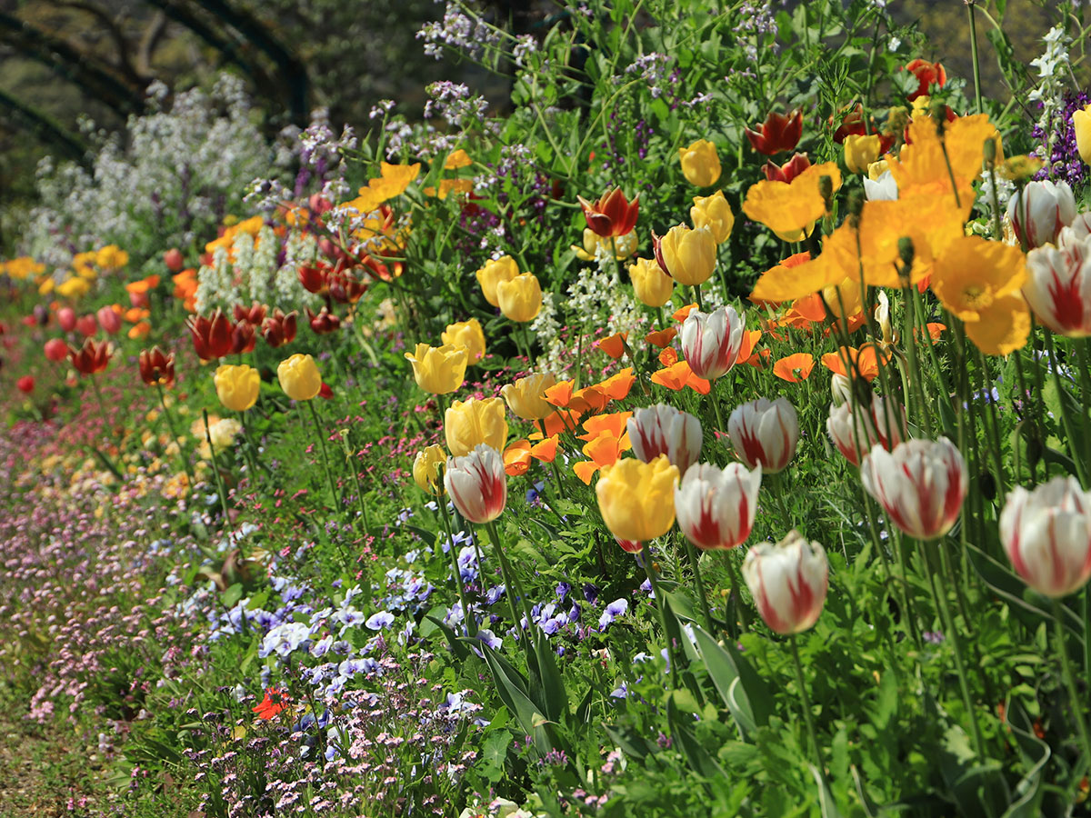 Monet's Garden Marmottan in Kitagawa Village_2