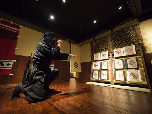 Ninja experience_1