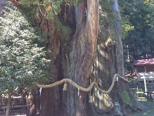 Sugi-no-Osugi Japanese cedar_1