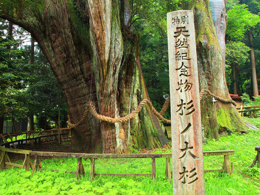 Sugi-no-Osugi Japanese cedar_3