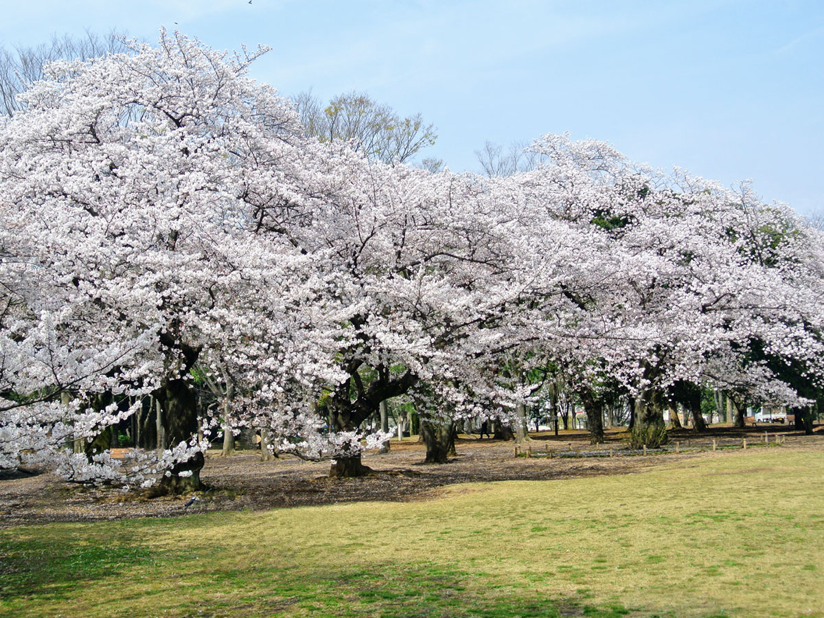 Yoyogi Park_4